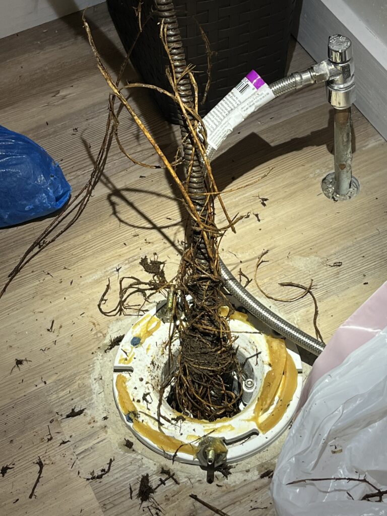 roots that were cleared from drain line using electric drain machine